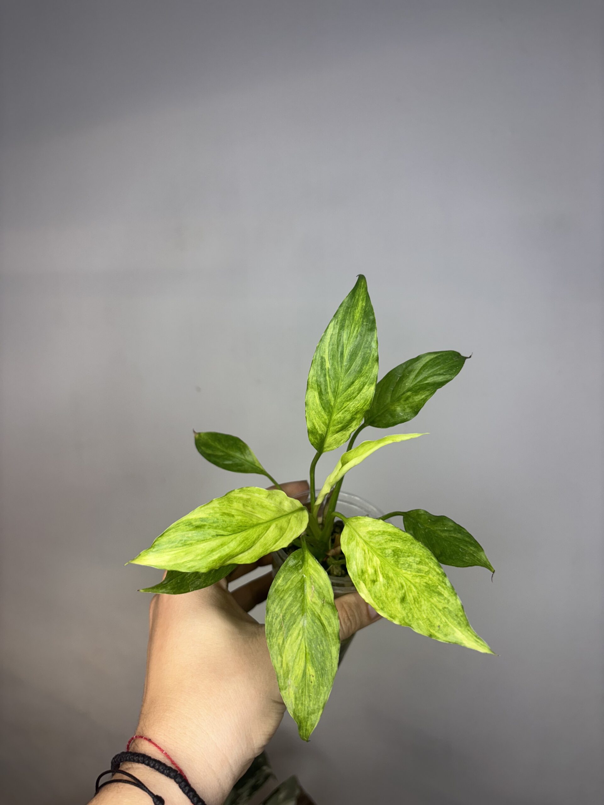 Skrzydłokwiat yellow