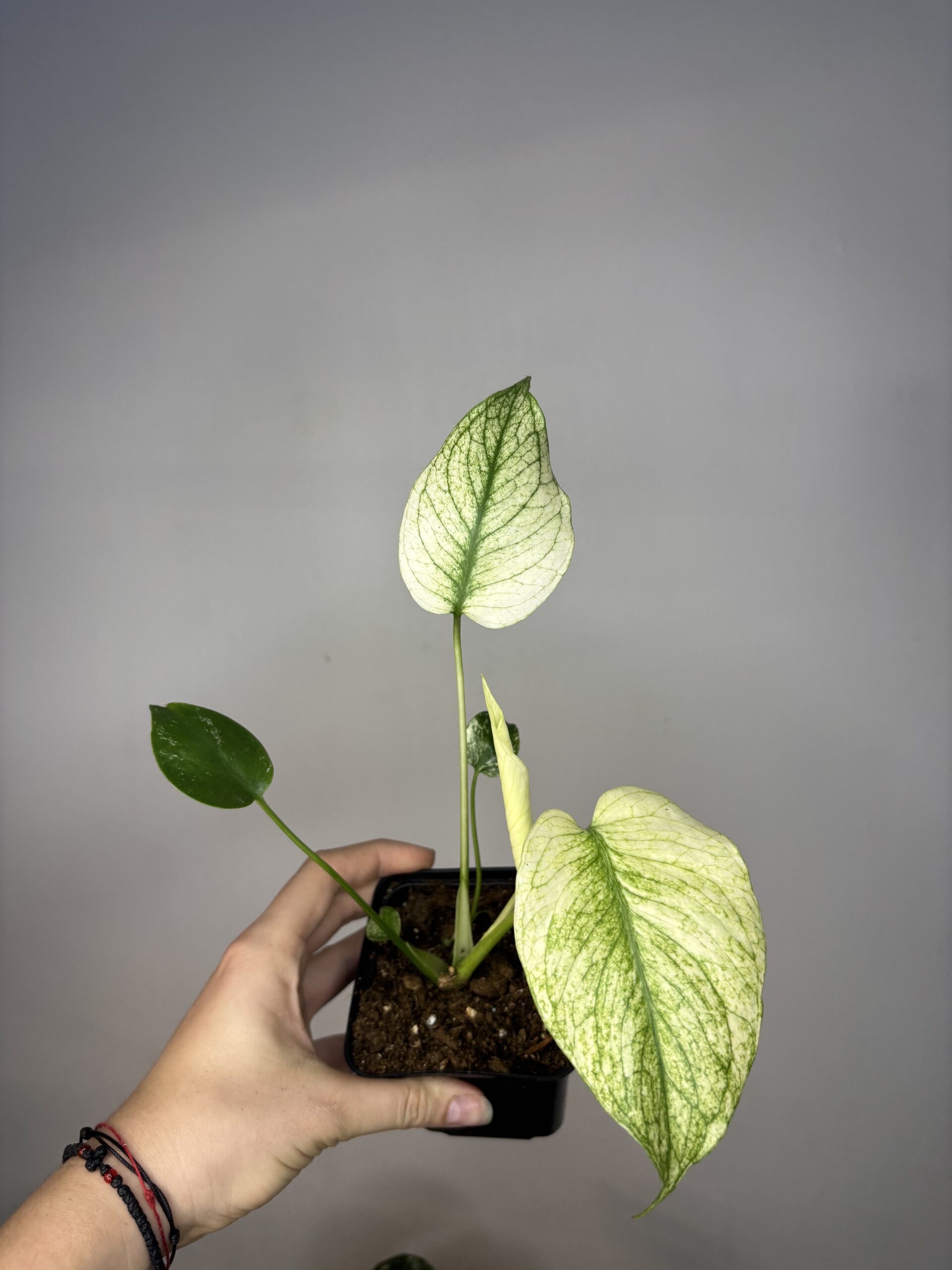 Monstera Mint - obrazek 3