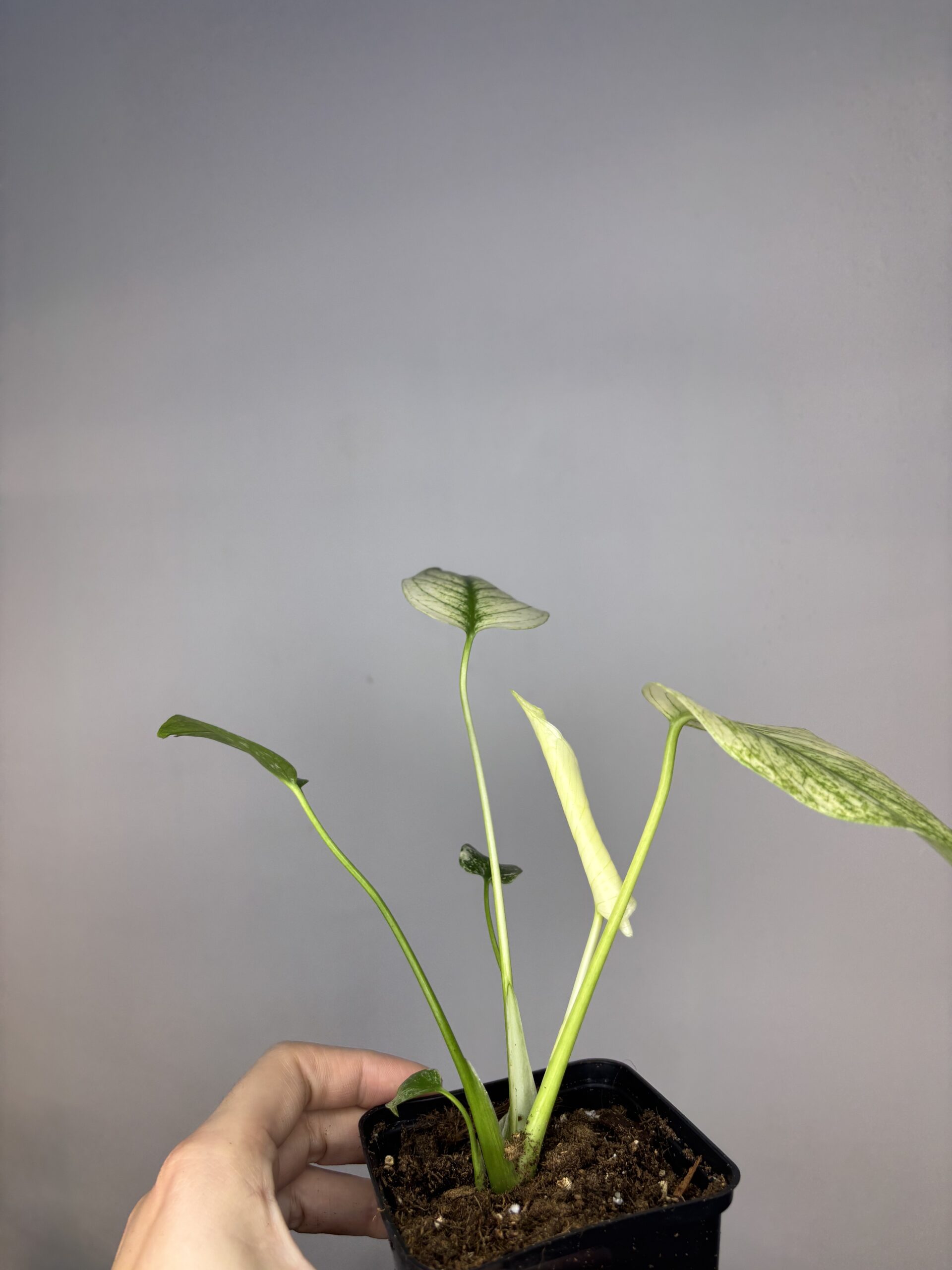 Monstera Mint - obrazek 2